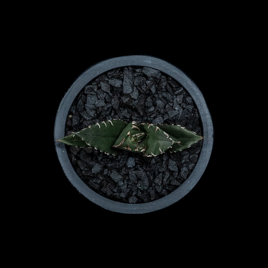 650ba09440fe59003342b2d8