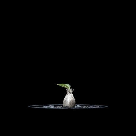 パキポディウム グラキリス / Pachypodium rosulatum var. gracilius #14