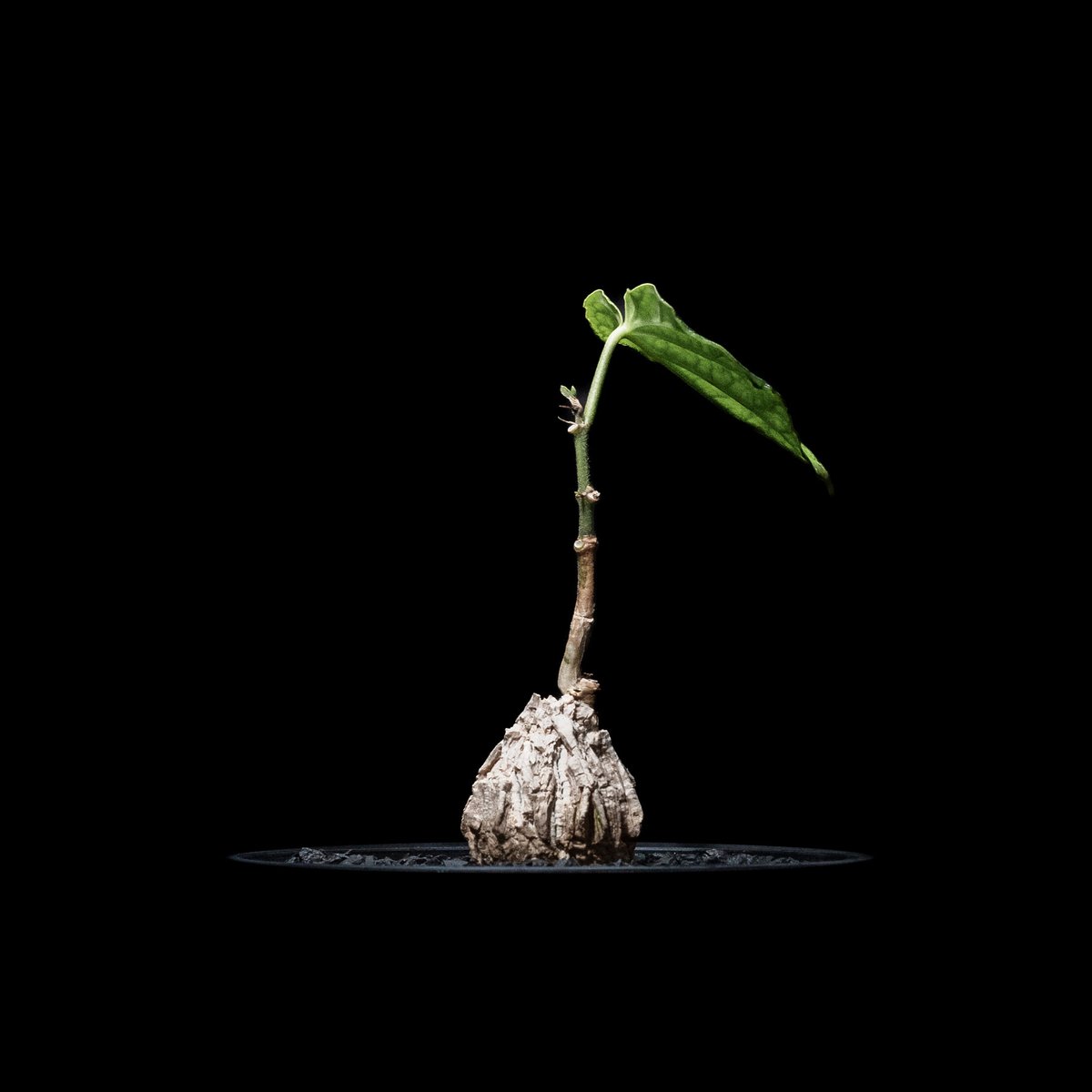 マテレア シクロフィラ / Matelea cyclophylla | Ducks ( pla