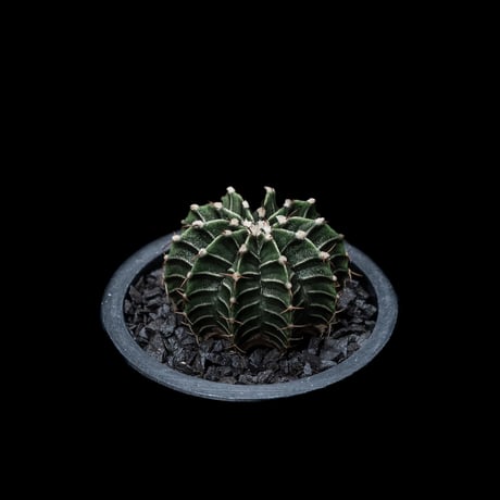 ギムノカリキウム属 フリードリッヒィ LB2178 / Gymnocalycium friedrihii LB2178 #1