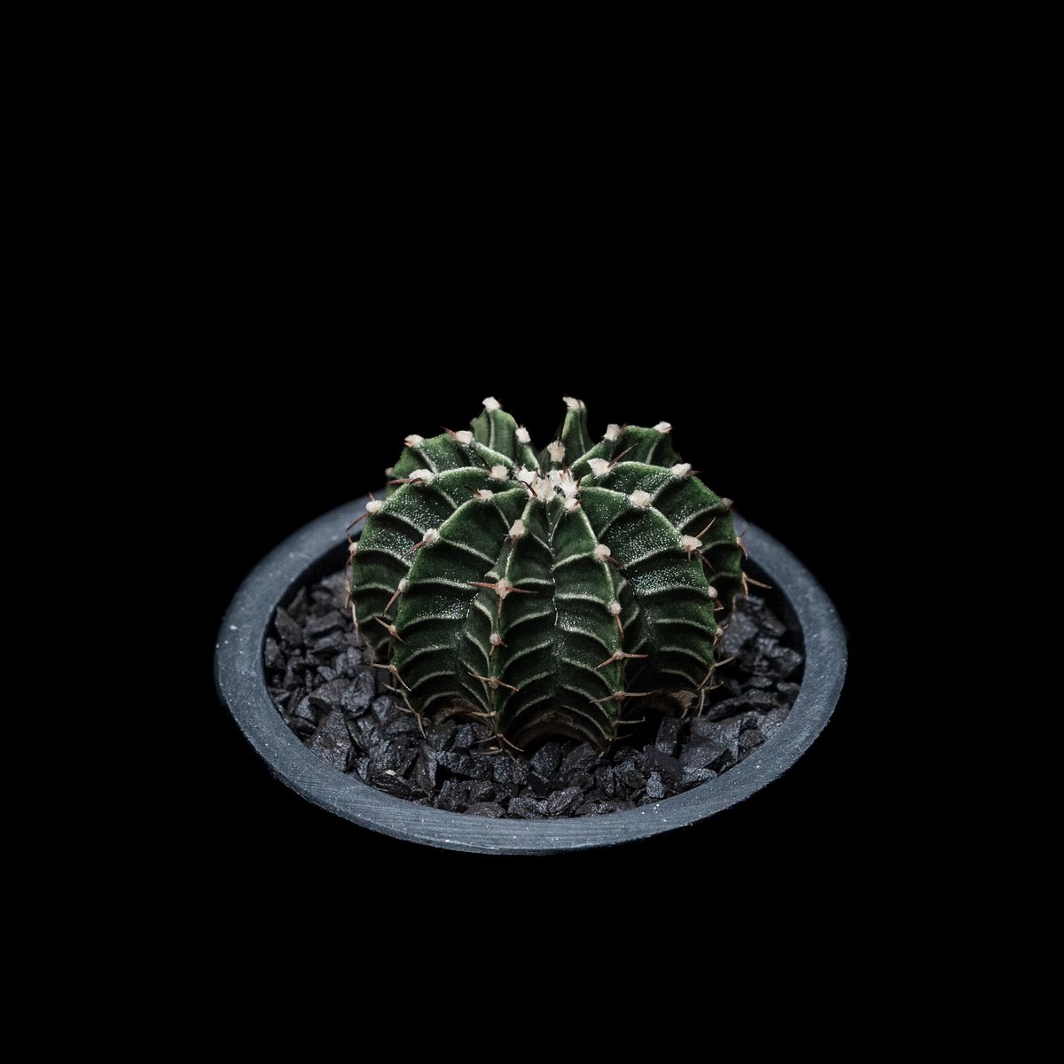 ギムノカリキウム属 フリードリッヒィ LB2178 / Gymnocalycium fried