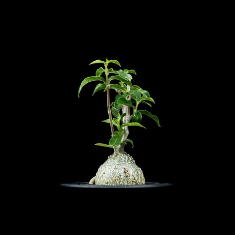 フォッケア エデュリス / Fockea edulis #7