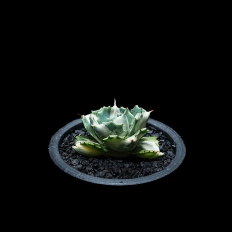 アガベ 王妃雷神 白中斑/ Agave isthmensis ‘Ouhi Raijin’ mediopicta alba