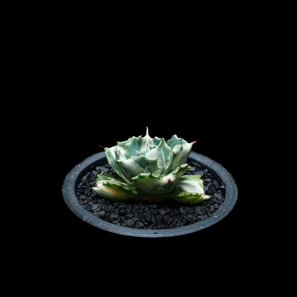 アガベ 王妃雷神 白中斑/ Agave isthmensis 'Ouhi Raijin' me アガベ 王妃雷神 白中斑/ Agave isthmensis 'Ouhi Raijin' me