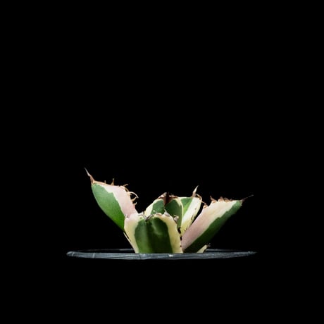 アガベ チタノタ スナグルトゥース / Agave titanota ‘Snaggle Tooth’ #3