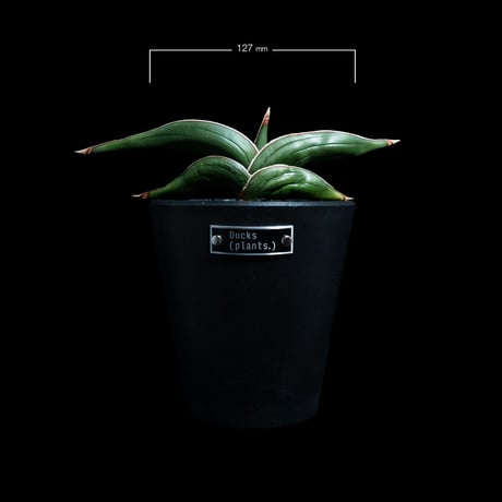 サンセベリア ロリダ / Sansevieria rorida #3