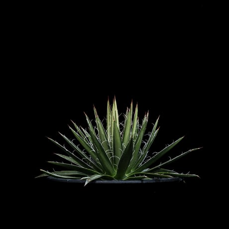 アガベ ムルチフィリフェラ / Agave multifilifera #1