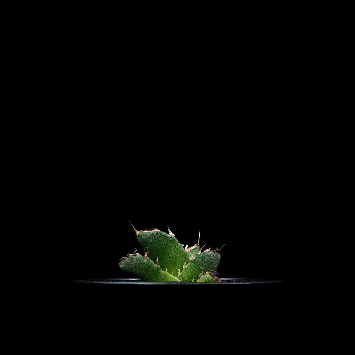 アガベ チタノタ 鬼爪 (カキ仔) / Agave titanota 'Ghost Claw' アガベ チタノタ 鬼爪 (カキ仔) / Agave titanota 'Ghost Claw'