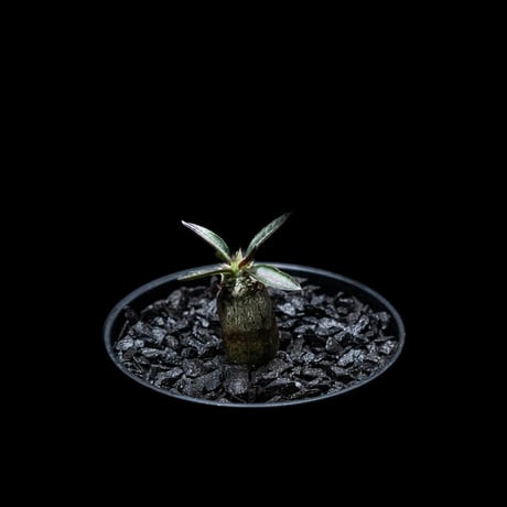 パキポディウム デンシフローラム / Pachypodium densiflorum