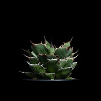 アガベ チタノタ 海王 / Agave titanota 'Sea King' #1 | Du