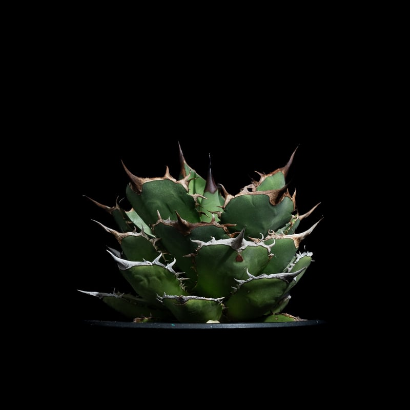 アガベ チタノタ 熊猫 / Agave titanota 'Panda' #1 | Ducks