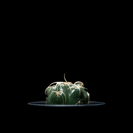 ギムノカリキウム 海王丸 / Gymnocalycium denudatum ‘Kaioumaru’