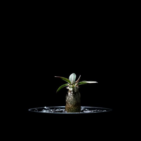 パキポディウム デンシフローラム / Pachypodium densiflorum