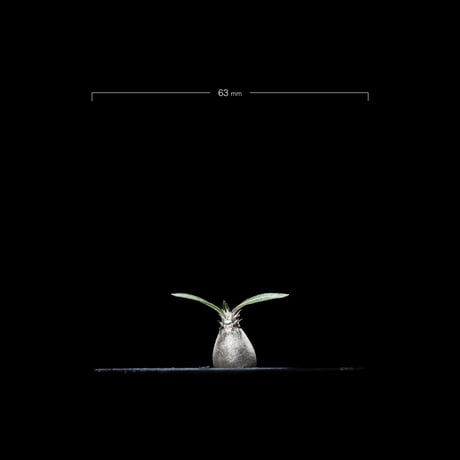 パキポディウム グラキリス / Pachypodium rosulatum var. gracilius #14
