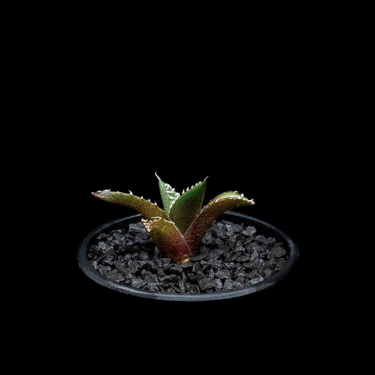 アガベ チタノタ 南アフリカダイヤモンド SAD ミニ 特選コンパクト OC