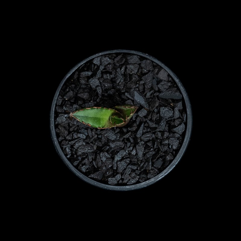 アガベ チタノタ 鯊魚劍 (カキ仔) / Agave titanota 'Shark Swor アガベ チタノタ 鯊魚劍 (カキ仔) / Agave titanota 'Shark Swor