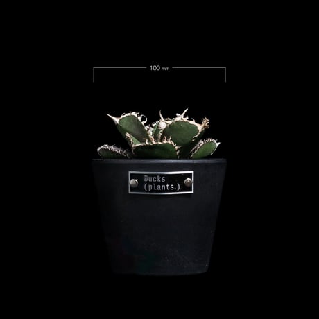 アガベ チタノタ 金剛 / Agave titanota 'King Kong' #1