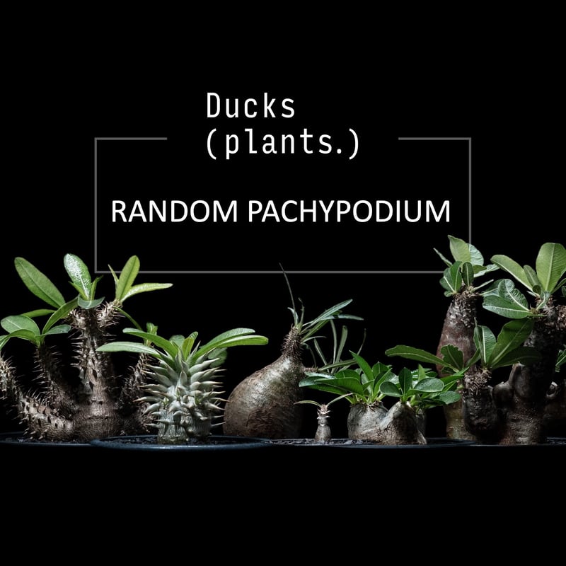 福袋】おまかせセレクト（パキポディウムのみ） | Ducks ( plants. )