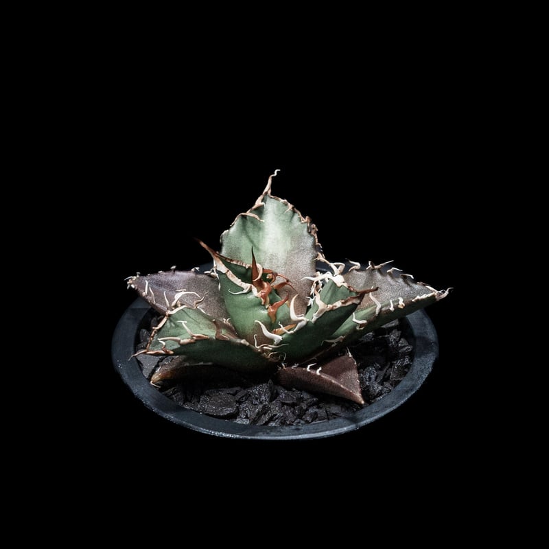 lize シーザーcaesar ダブルヘッドオテロイチタノタアガベ