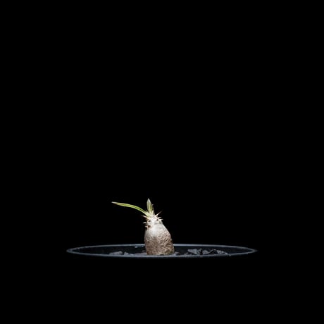 パキポディウム グラキリス / Pachypodium rosulatum var. gracilius #16