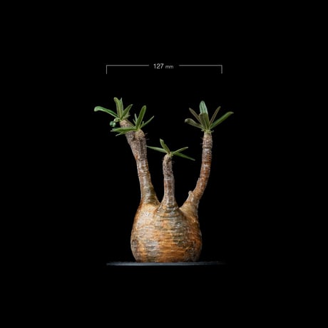 パキポディウム グラキリス / Pachypodium rosulatum var. gracilius #26