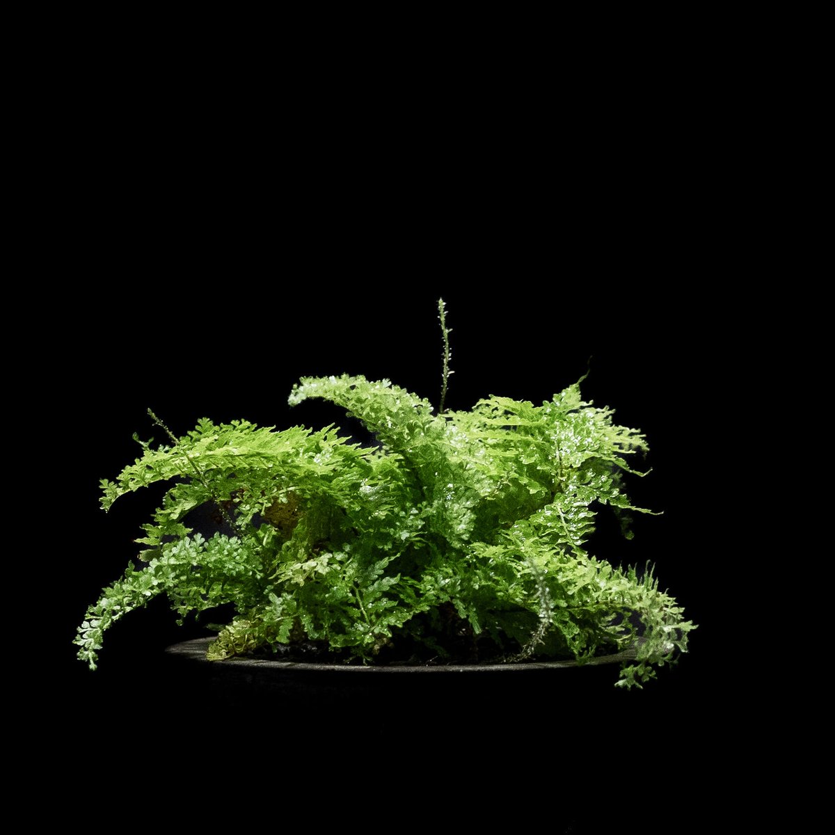 hinanami様確認用 ネフロレピス　スコッチモス hinanami様確認用 ネフロレピス スコッチモス hinanami様確認用