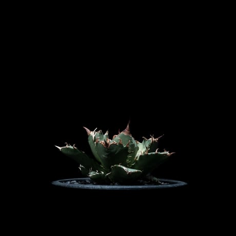 アガベ チタノタ 姫厳竜 / Agave titanota ‘Dwarf’ #5