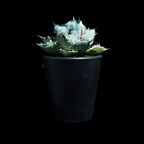 アガベ チタノタ ブラック&ブルー / Agave titanota 'Black & Blue' #40