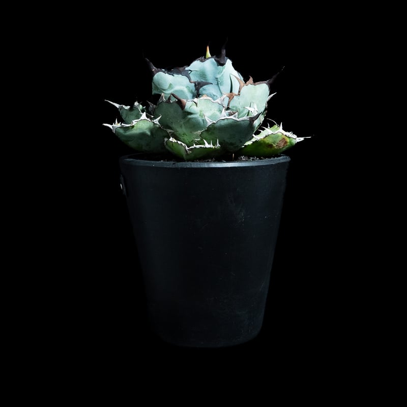 アガベ チタノタ ブラック&ブルー / Agave titanota 'Black & Blu