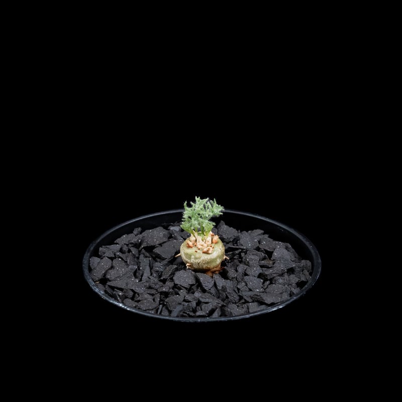 モンソニア ペニクリナム / Monsonia peniculina #25 | Ducks