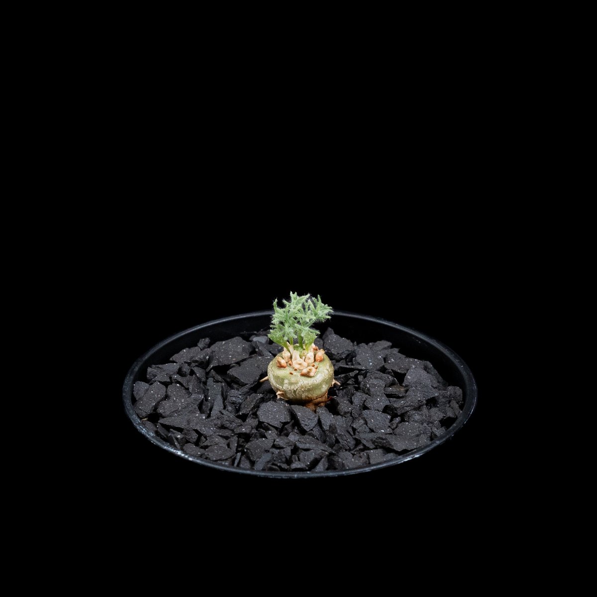 モンソニア ペニクリナム / Monsonia peniculina #25 | Ducks