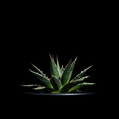 アガベ ホリダ / Agave horrida ssp. horrida #1