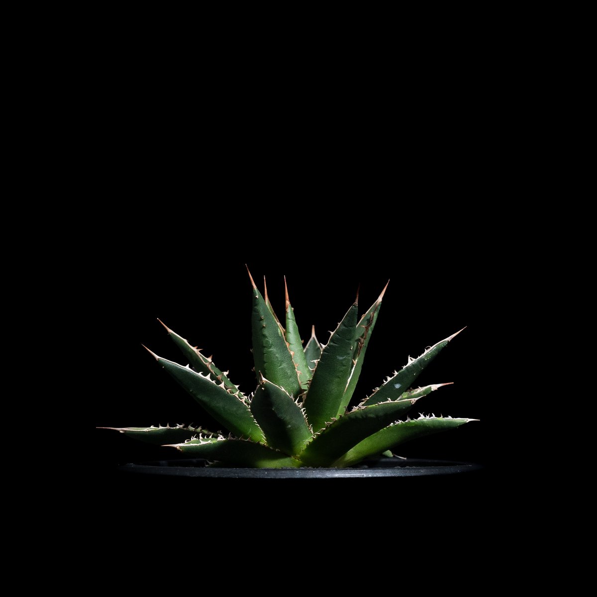 アガベ ホリダ / Agave horrida ssp. horrida #1 | Ducks
