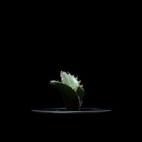 アガベ チタノタ 白鯨 / Agave titanota ‘White Whale’ #55