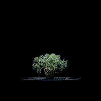 モンソニア ペニクリナム / Monsonia peniculina #24