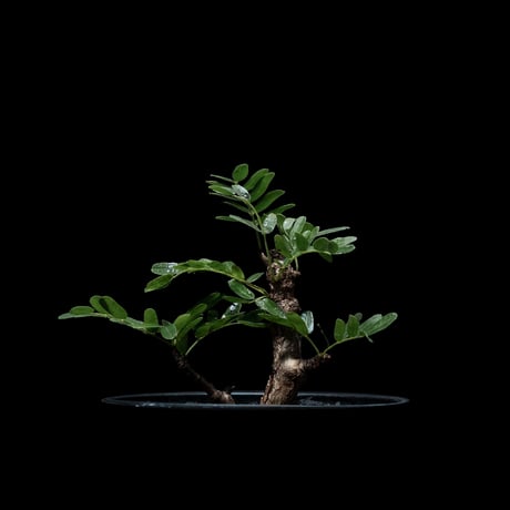 センナ メリディオナリス / Senna meridionalis #11
