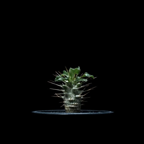 パキポディウム サウンデルシー / Pachypodium saundersii #2