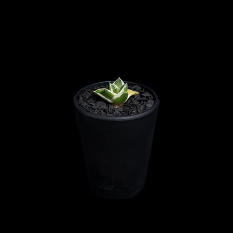 アガベ 王妃笹の雪 A型 白覆輪斑 ピンキー / Agave filifera var. compacta 'Pinky' #1
