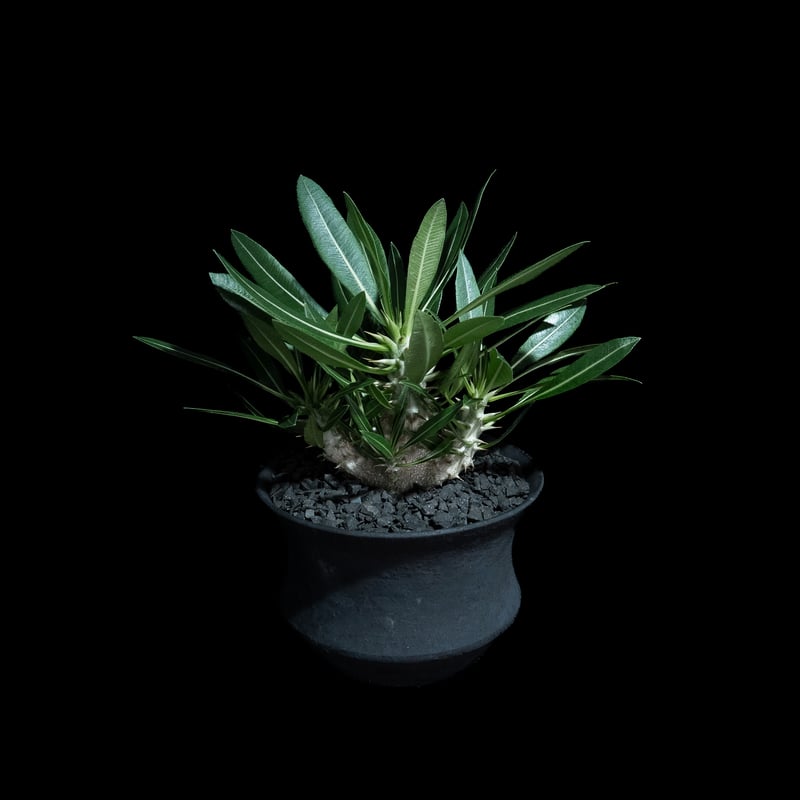 パキポディウム マカイエンセ / Pachypodium makayense #4 | Duc