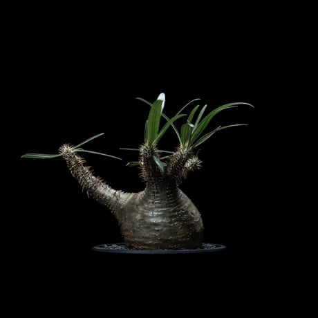 パキポディウム グラキリス / Pachypodium rosulatum var. gracilius #28
