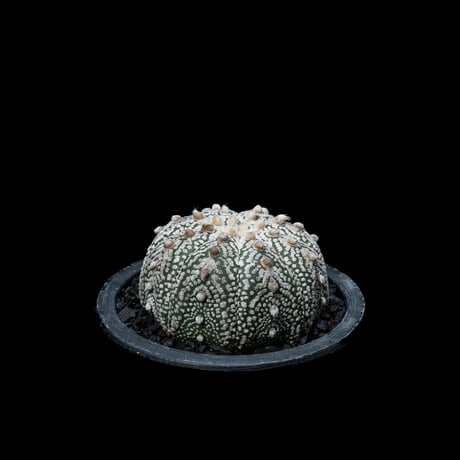 アストロフィツム アステリアス / Astrophytum asterias #3
