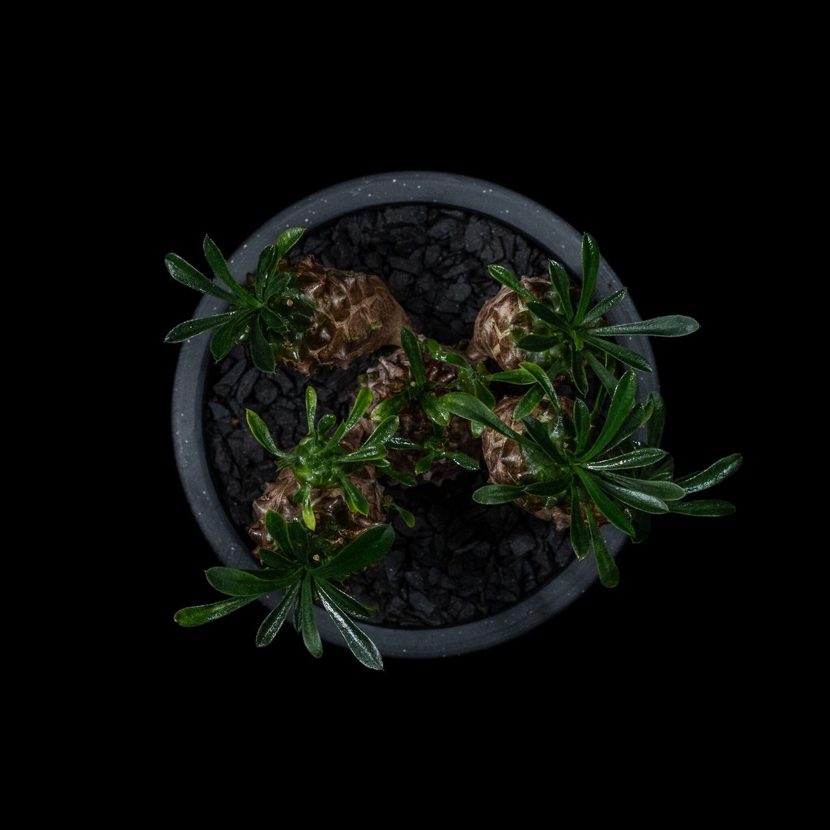 ユーフォルビア 峨眉山 / Euphorbia 'Gabizan' #2 | Ducks (