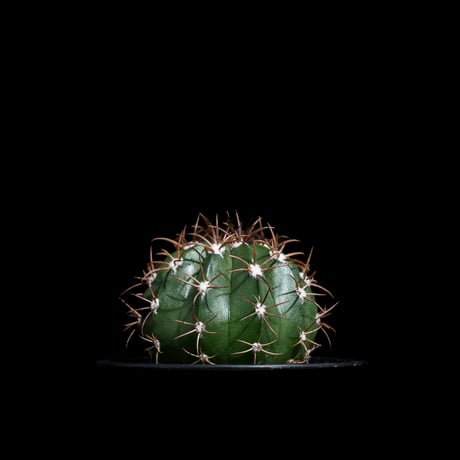 メロカクタス マタンザナス / Melocactus matanzanus #1