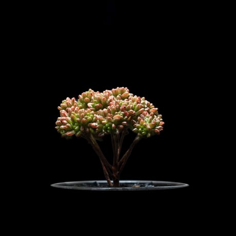 アエオニウム 小人の祭り / Aeonium sedifolium