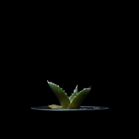 アガベ チタノタ 南アフリカダイヤモンド / Agave titanota ‘South Africa Diamond’ #2