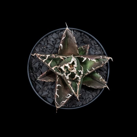 アガベ チタノタ 白鯨 / Agave titanota ‘White Whale’ #6