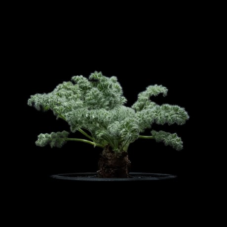 ペラルゴニウム アッペンディクラツム / Pelargonium appendiculatum #7