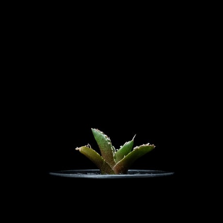 アガベ チタノタ 南アフリカダイヤモンド / Agave titanota ‘South Africa Diamond’ #1