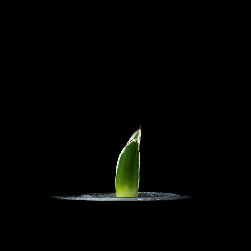 アガベ 氷山 / Agave victoriae-reginae 'Hyouzan' #2 |