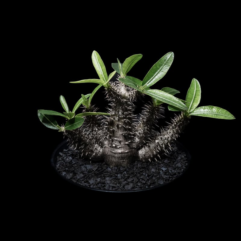 落葉中】パキポディウム マカイエンセ / Pachypodium makayense